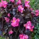 דירה Sophie's Garden