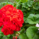 Sophie's Garden דירה Potamós