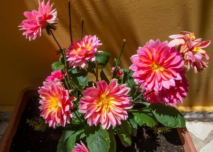 Apartmán Sophie's Garden *